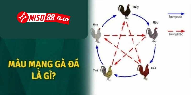 Màu gà mạng là sự kết hợp giữa màu sắc lông gà với phong thủy và ngũ hành