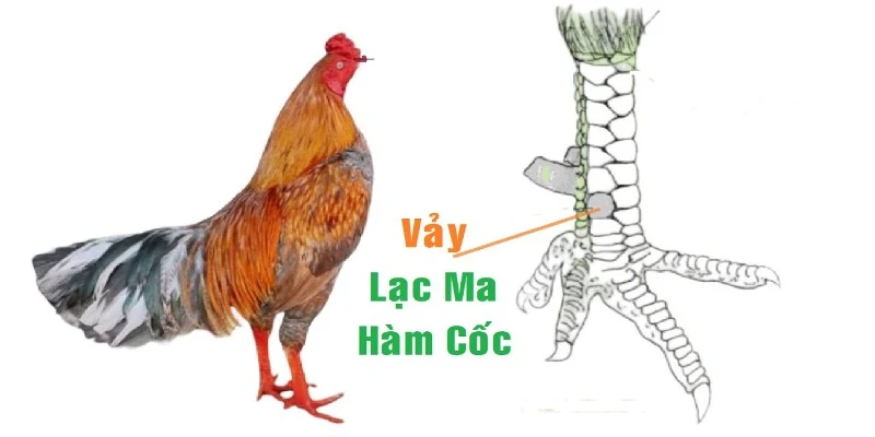 Vảy gà lạc ma hàm cốc giúp chiến kê thi đấu bền bỉ khi xung trận