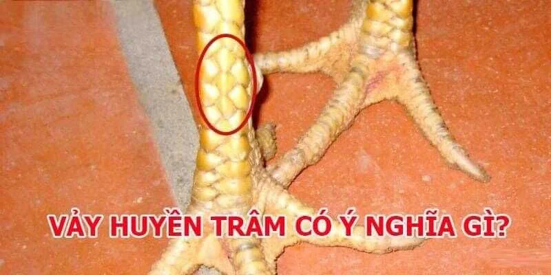 Vảy Huyền Trâm là gì?