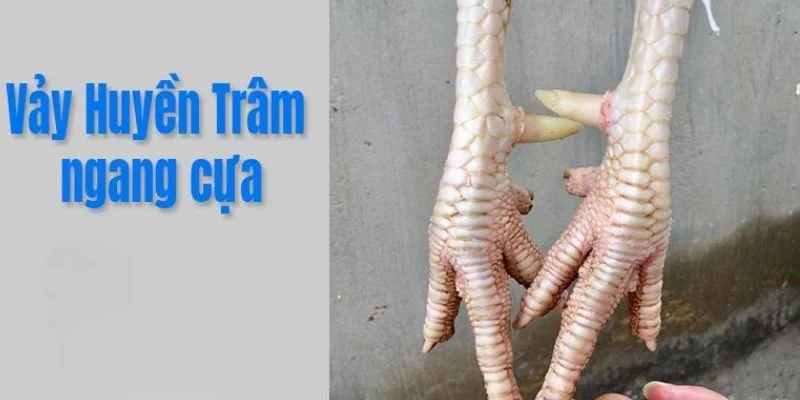 Vảy gà Huyền Trâm ngang cựa