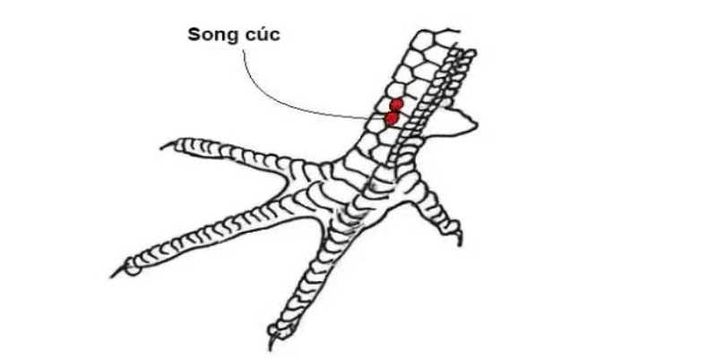 Tìm hiểu về vảy song cúc là gì?